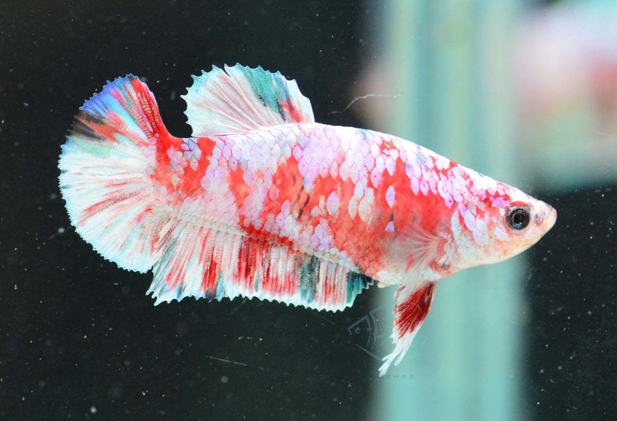 Red Snow Galaxy (Barongsai) HMPK Female