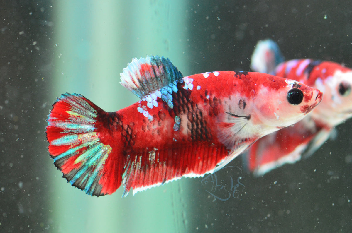 Red Galaxy HMPK Female