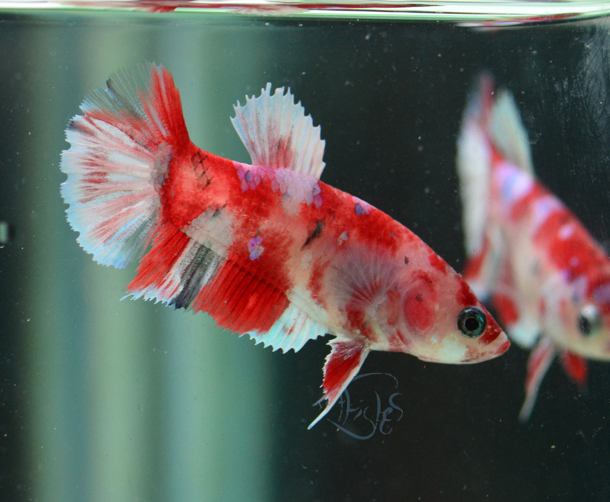 Red Snow Galaxy (Barongsai) HMPK Female