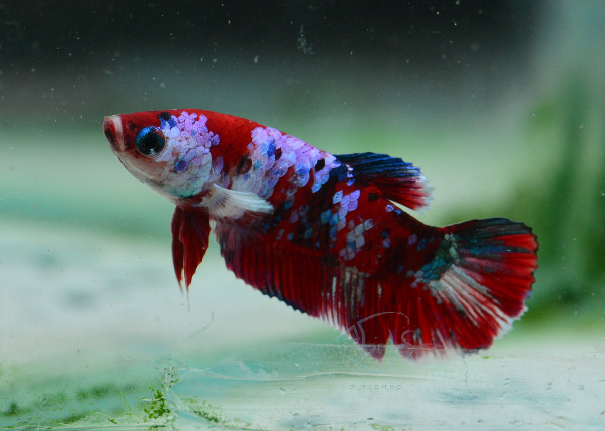Red Galaxy HMPK Female