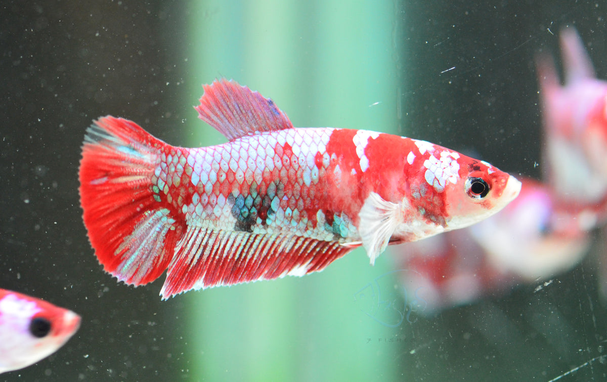 Red Snow Galaxy (Barongsai) HMPK Female