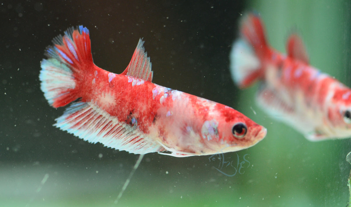 Red Snow Galaxy (Barongsai) HMPK Female