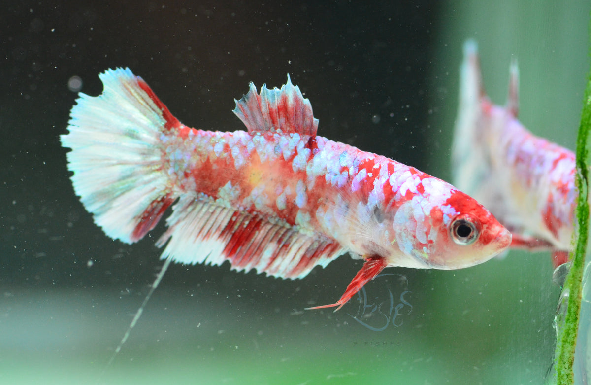 Red Snow Galaxy (Barongsai) HMPK Female