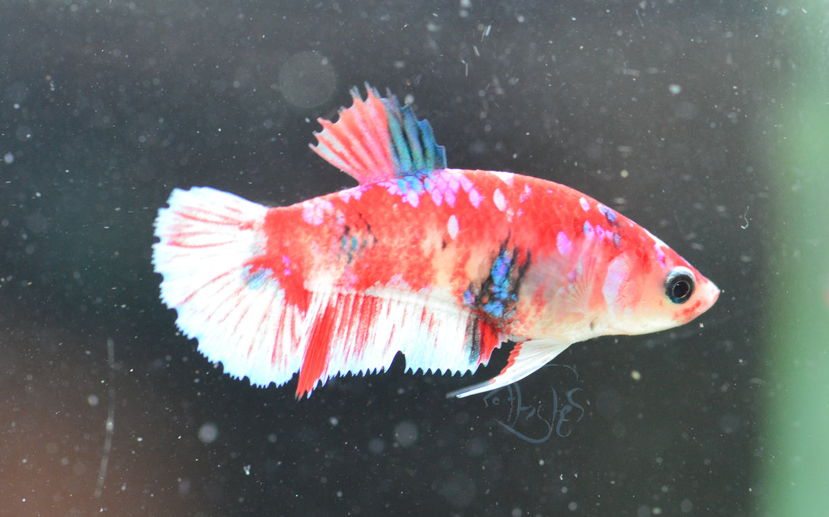 Red Snow Galaxy (Barongsai) HMPK Female