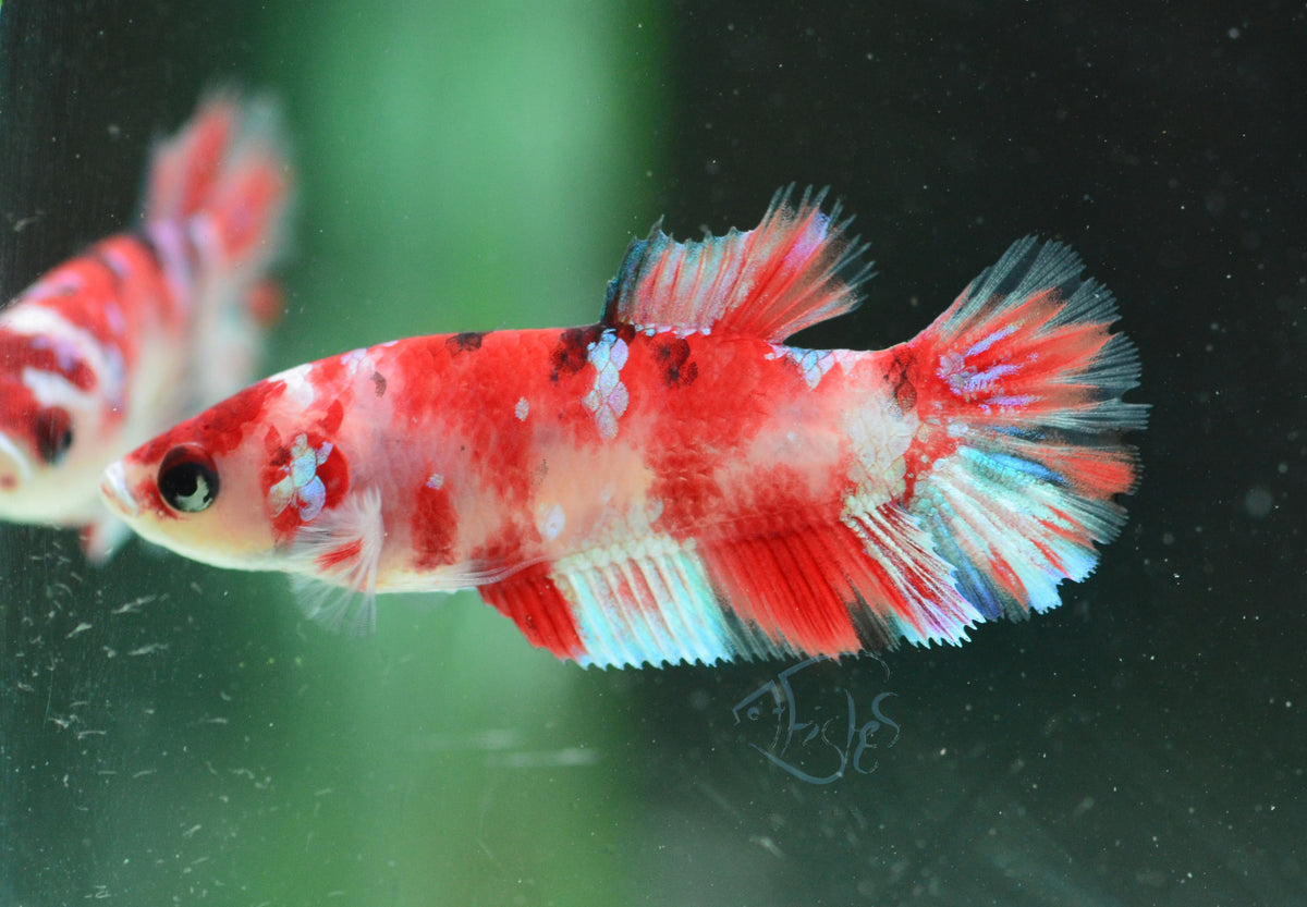 Red Snow Galaxy (Barongsai) HMPK Female