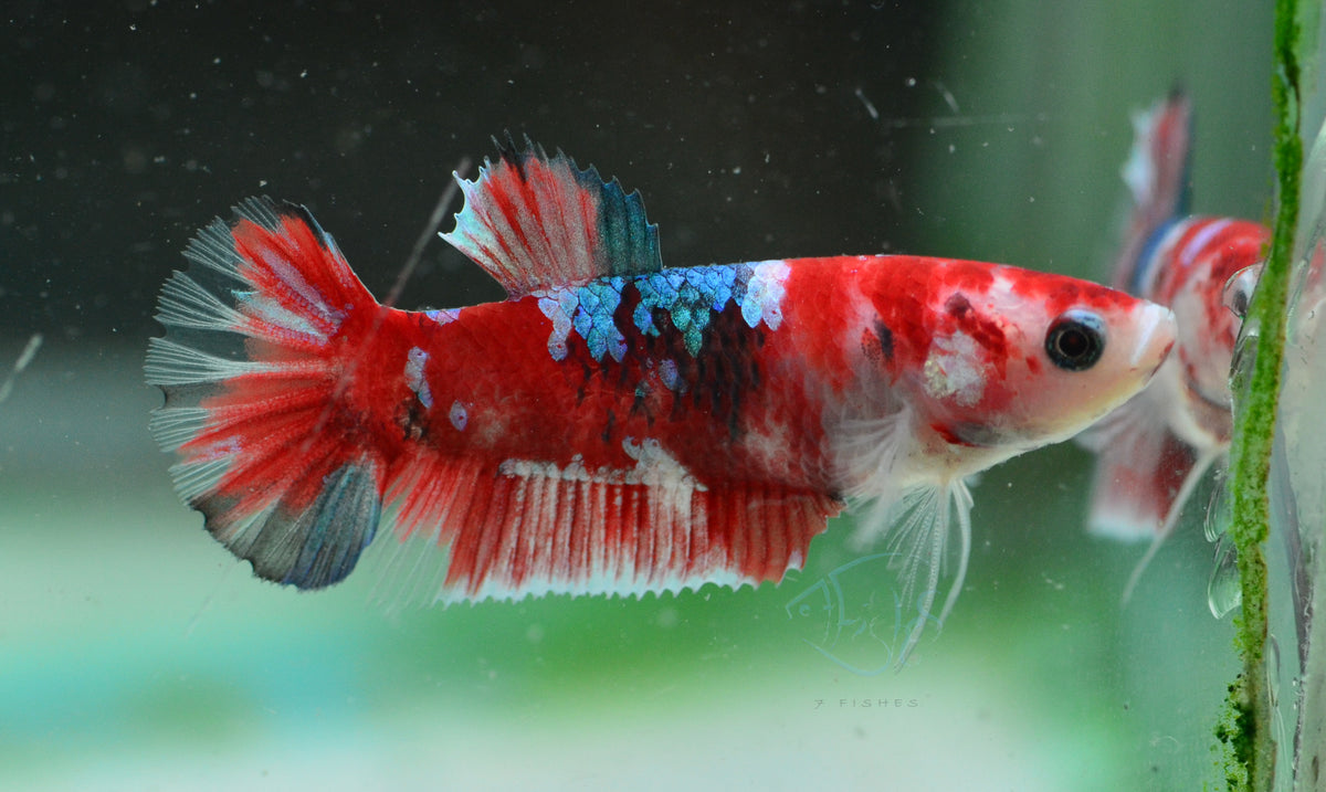 Red Snow Galaxy (Barongsai) HMPK Female