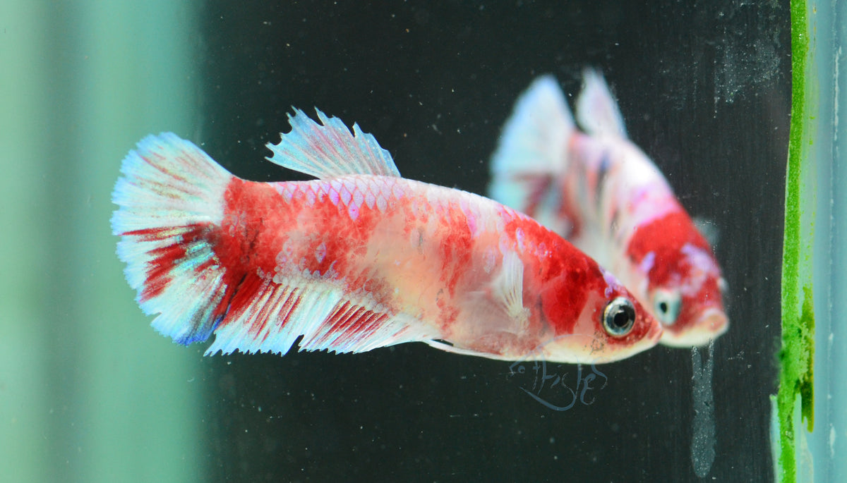 Red Snow Galaxy (Barongsai) HMPK Female