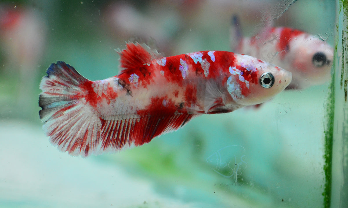 Red Snow Galaxy (Barongsai) HMPK Female