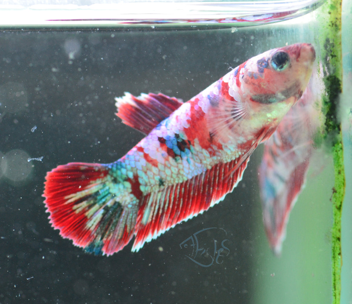 Red Galaxy HMPK Female