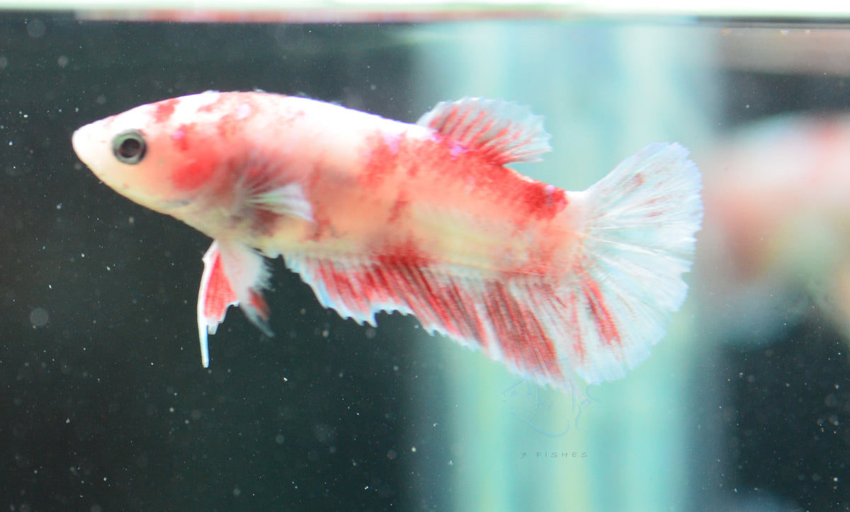 Red Snow Galaxy (Barongsai) HMPK Female