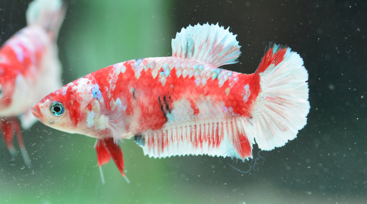 Red Snow Galaxy (Barongsai) HMPK Female