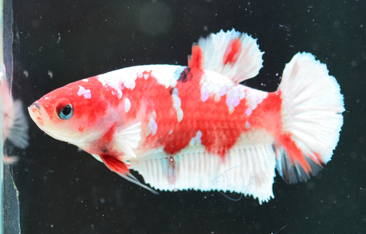 Red Snow Galaxy (Barongsai) HMPK Female