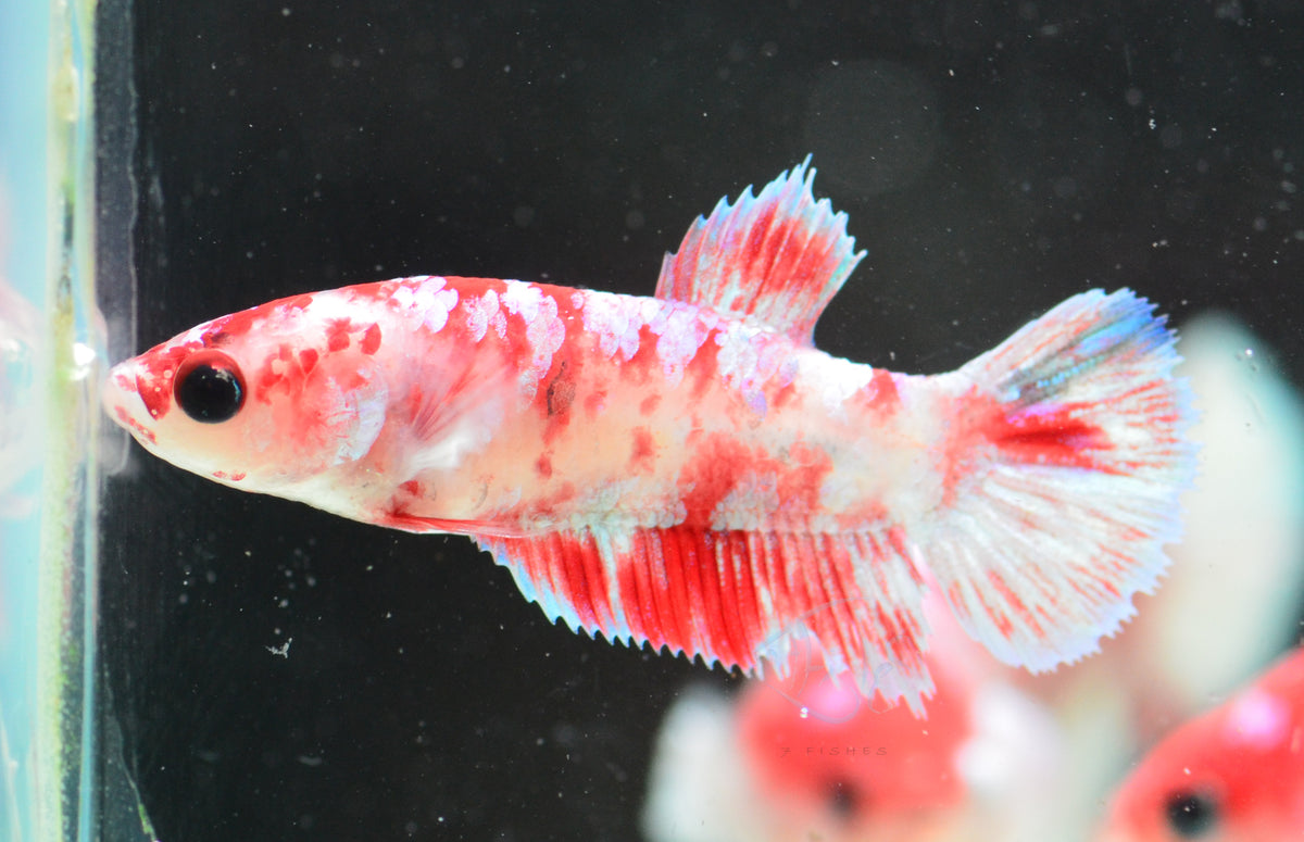 Red Snow Galaxy (Barongsai) HMPK Female