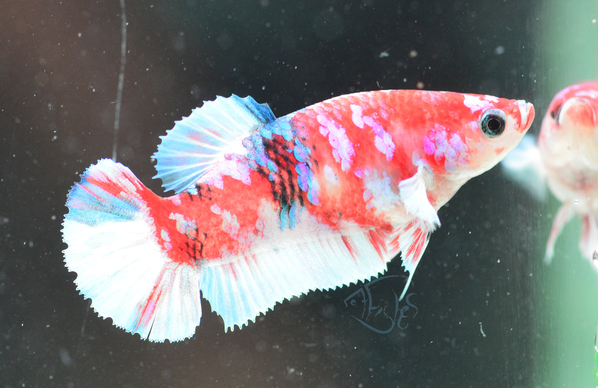 Red Snow Galaxy (Barongsai) HMPK Female