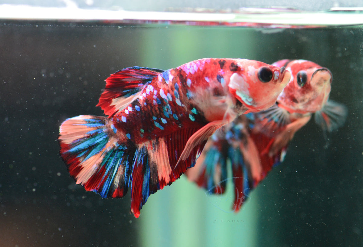 Nemo Galaxy Plakat Male