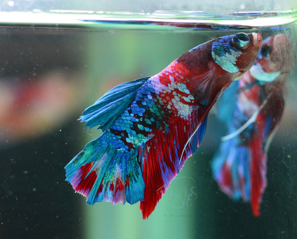 Red Galaxy Plakat Male