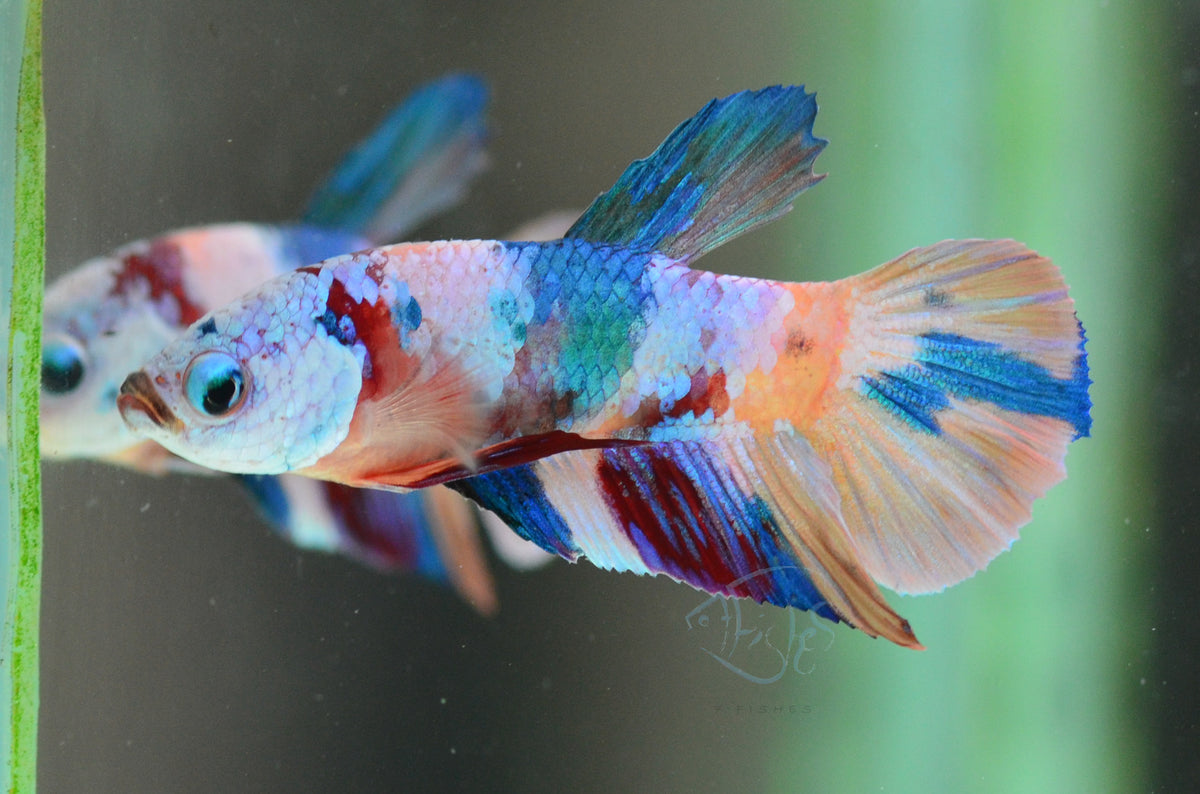 Candy Plakat Male