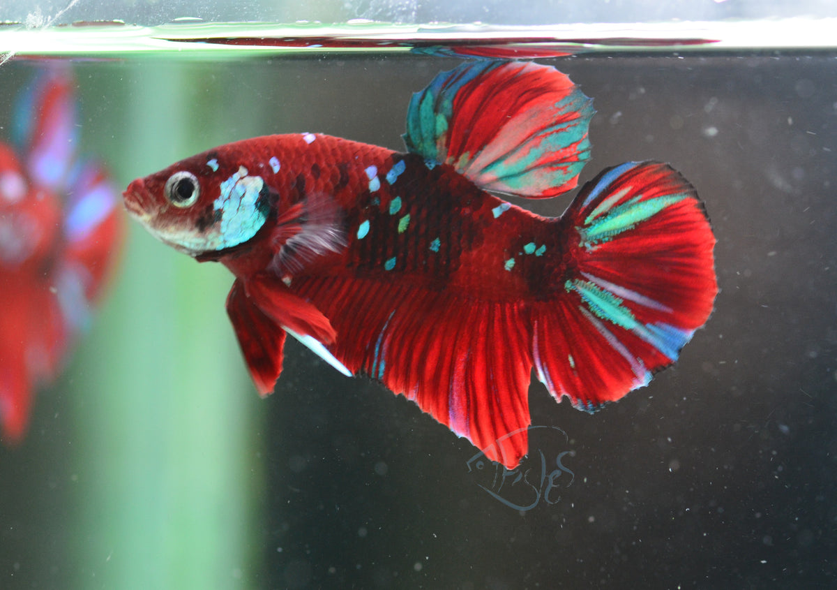 Red Galaxy Plakat Male