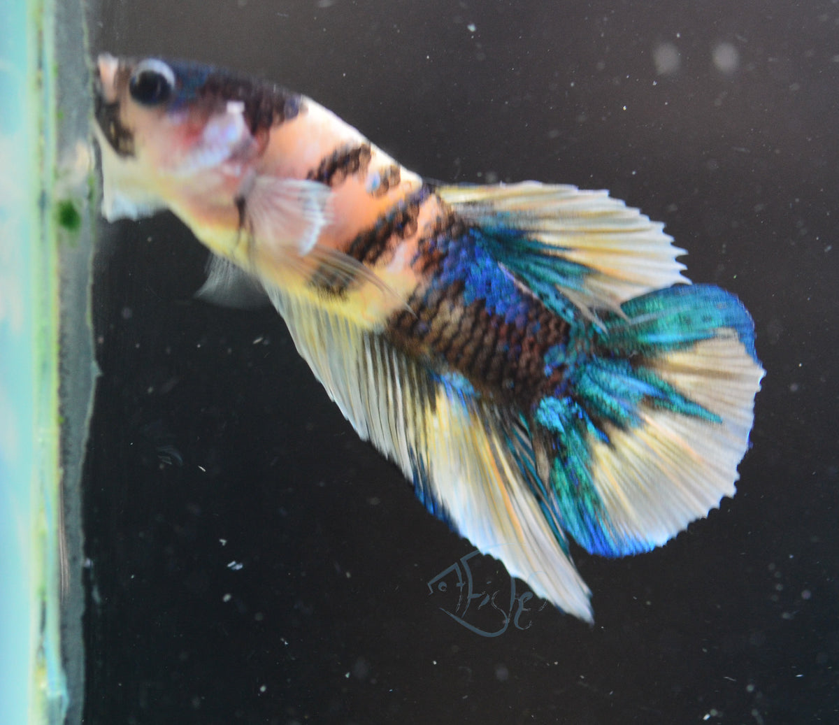 Yellow Koi Plakat Male