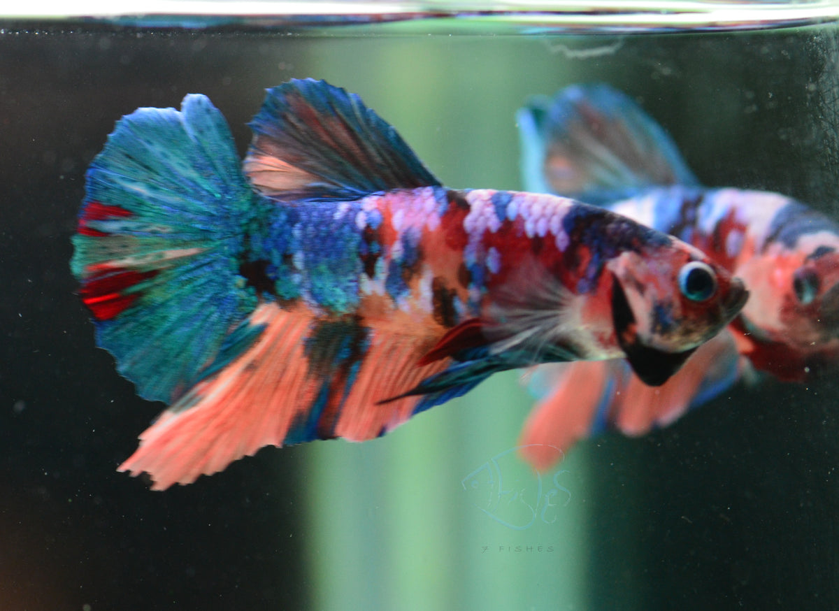 Nemo Galaxy Plakat Male