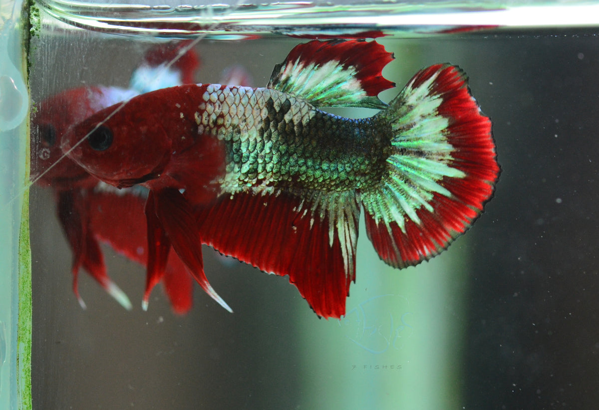 Red Copper Fancy HMPK Male