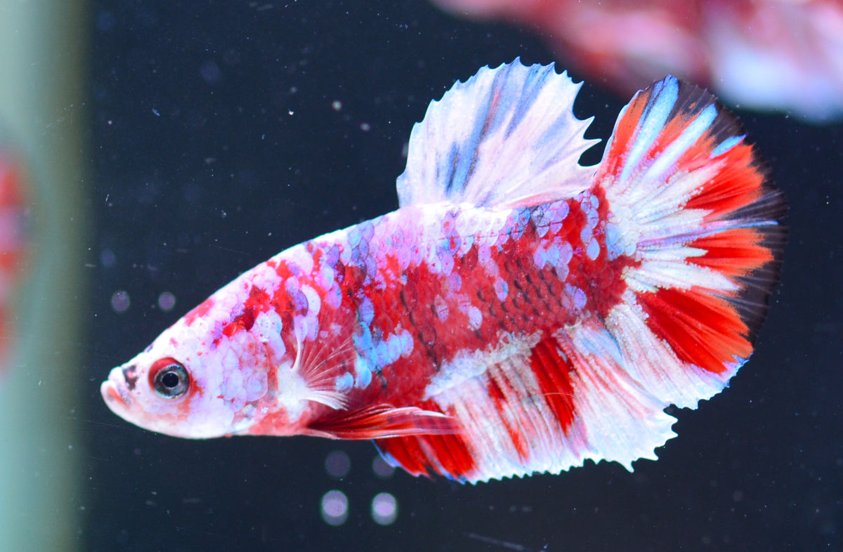 Red Snow Galaxy HMPK Male