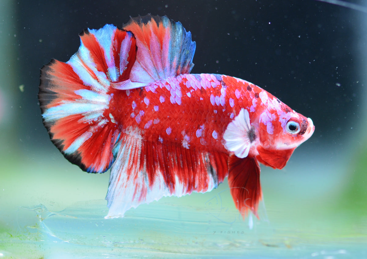 Red Snow Galaxy HMPK Male