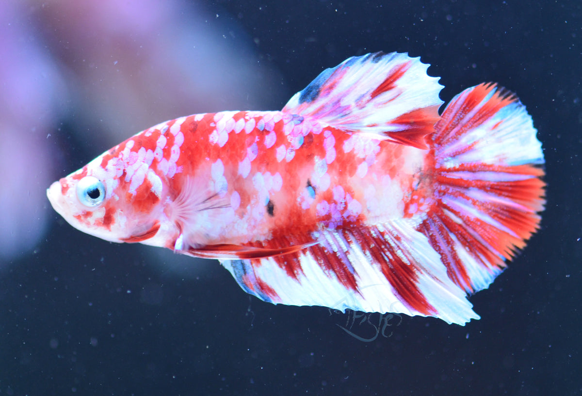 Red Snow Galaxy HMPK Male