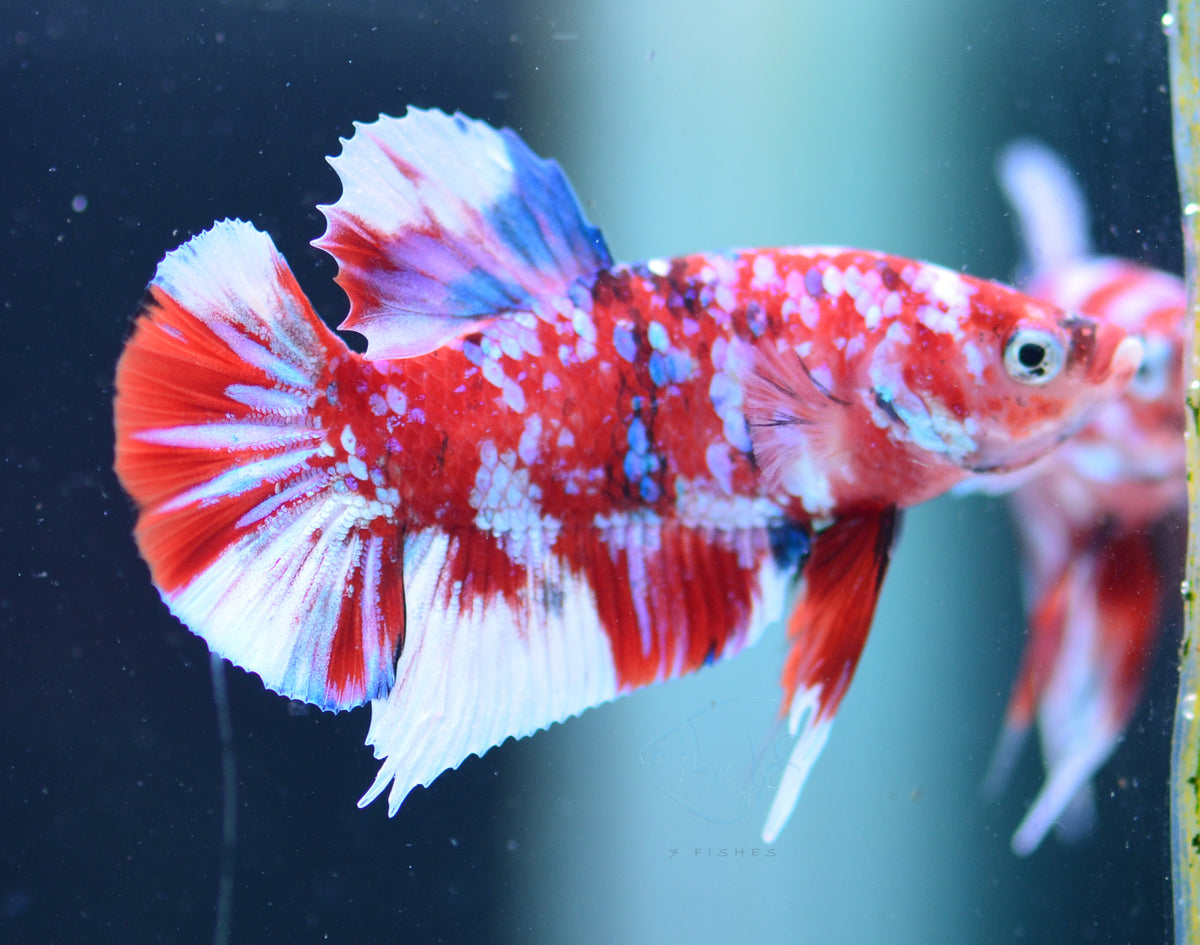 Red Snow Galaxy HMPK Male