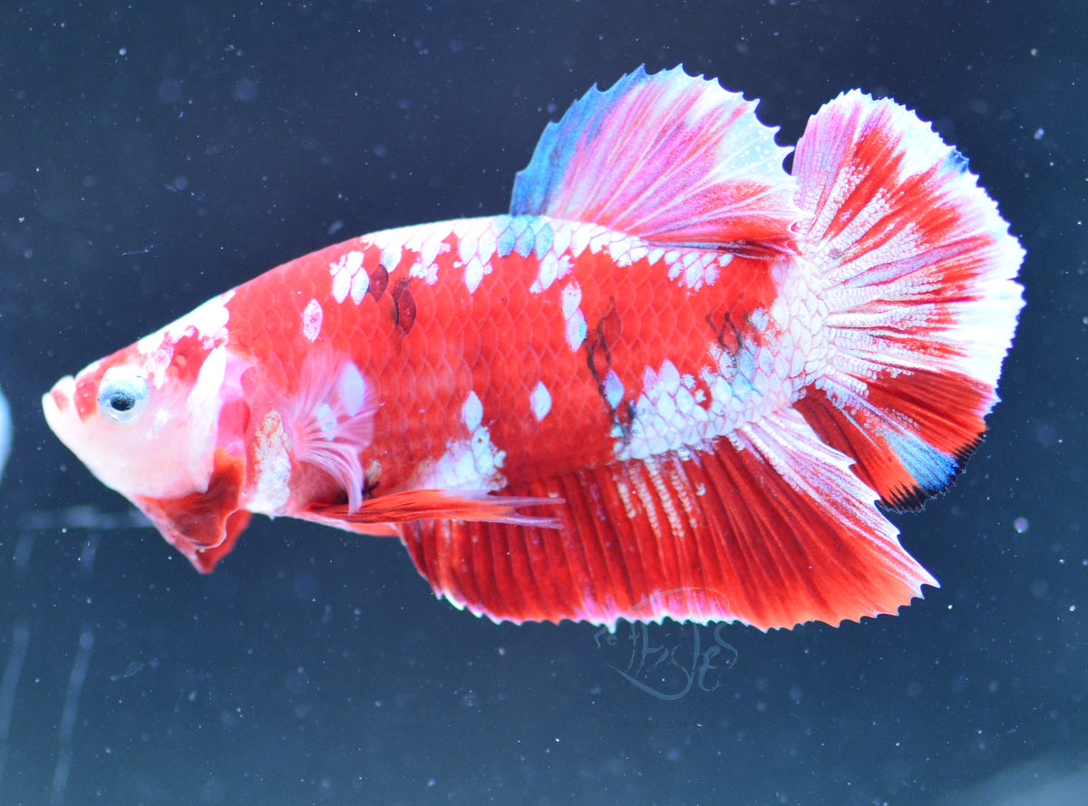 Red Snow Galaxy HMPK Male