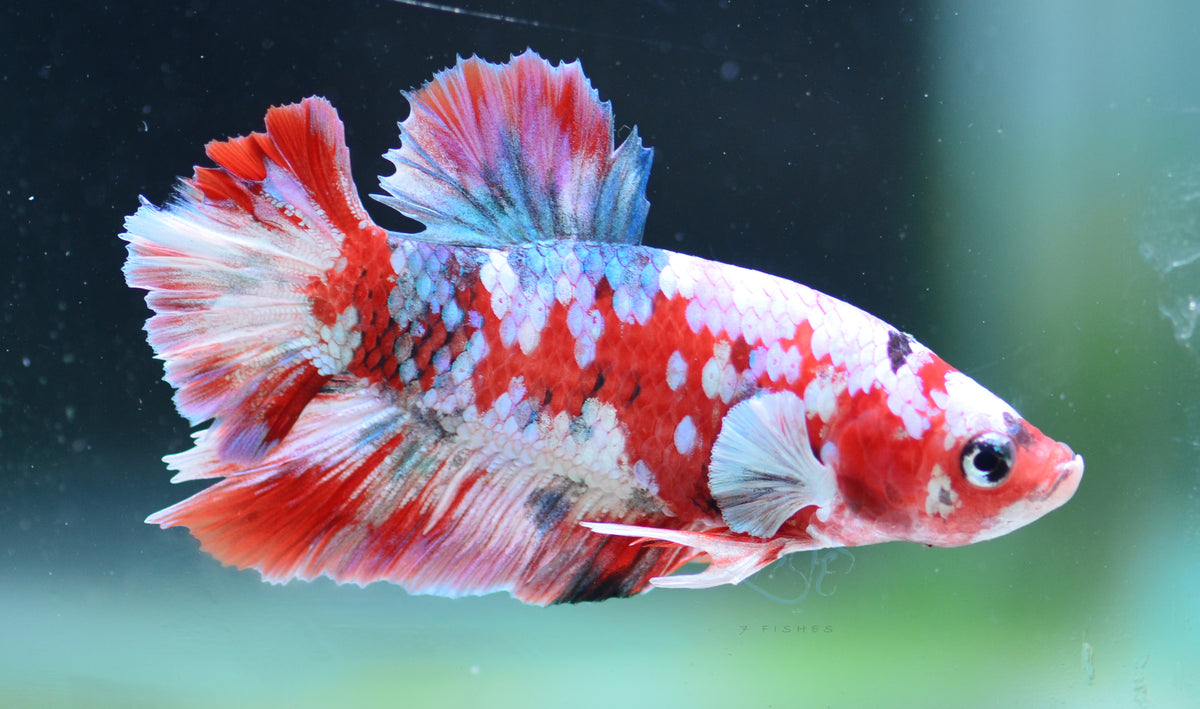 Red Snow Galaxy HMPK Male