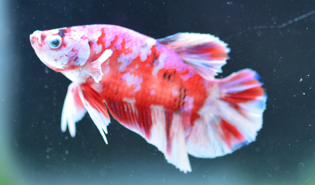 Red Snow Galaxy HMPK Male