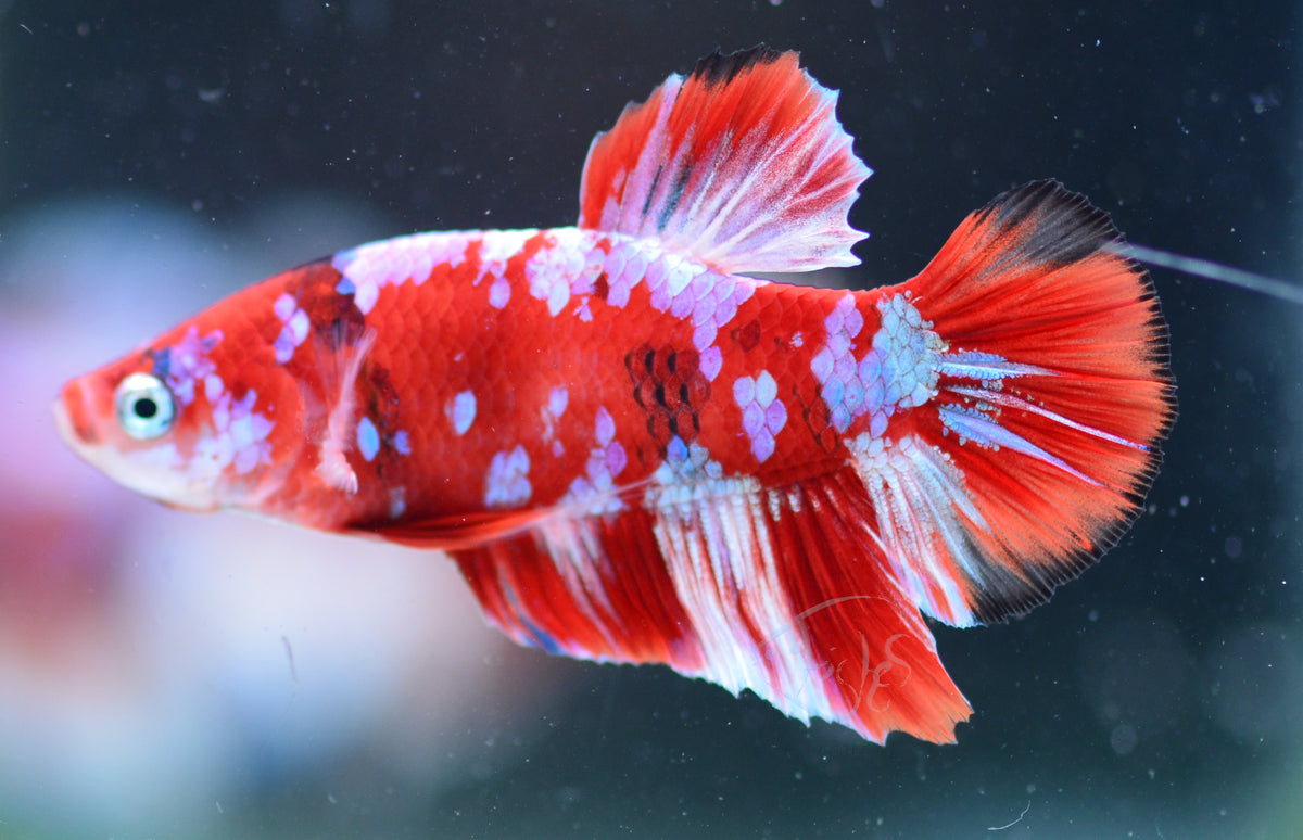 Red Snow Galaxy HMPK Male