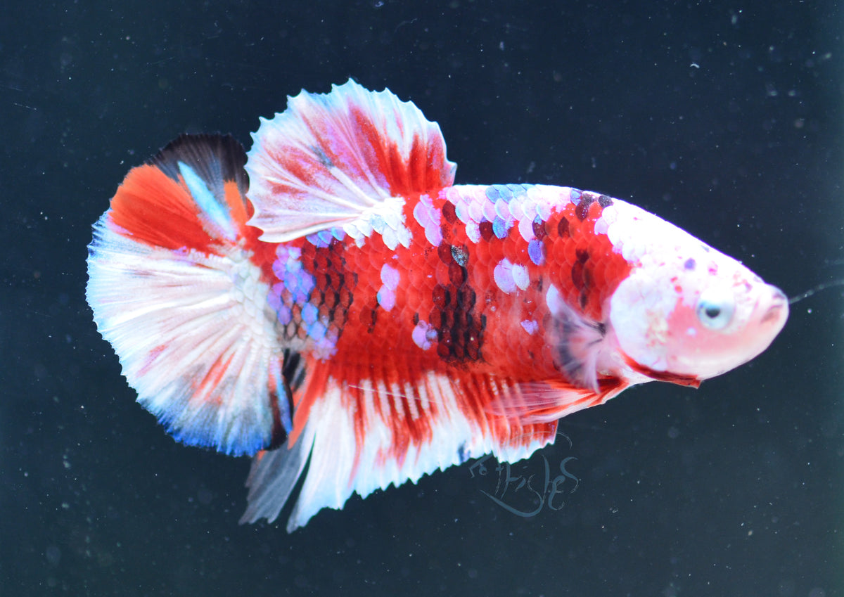 Red Snow Galaxy HMPK Male