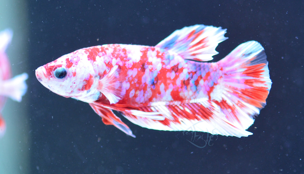 Red Snow Galaxy HMPK Male