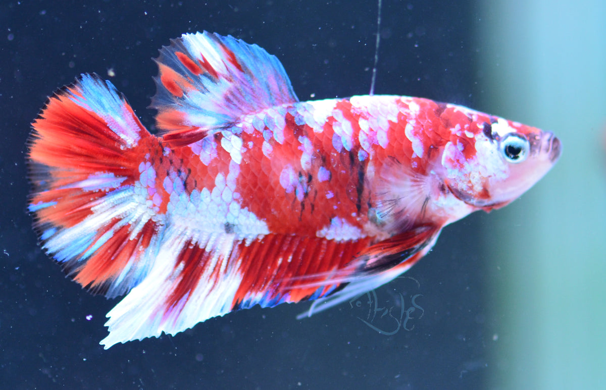 Red Snow Galaxy HMPK Male