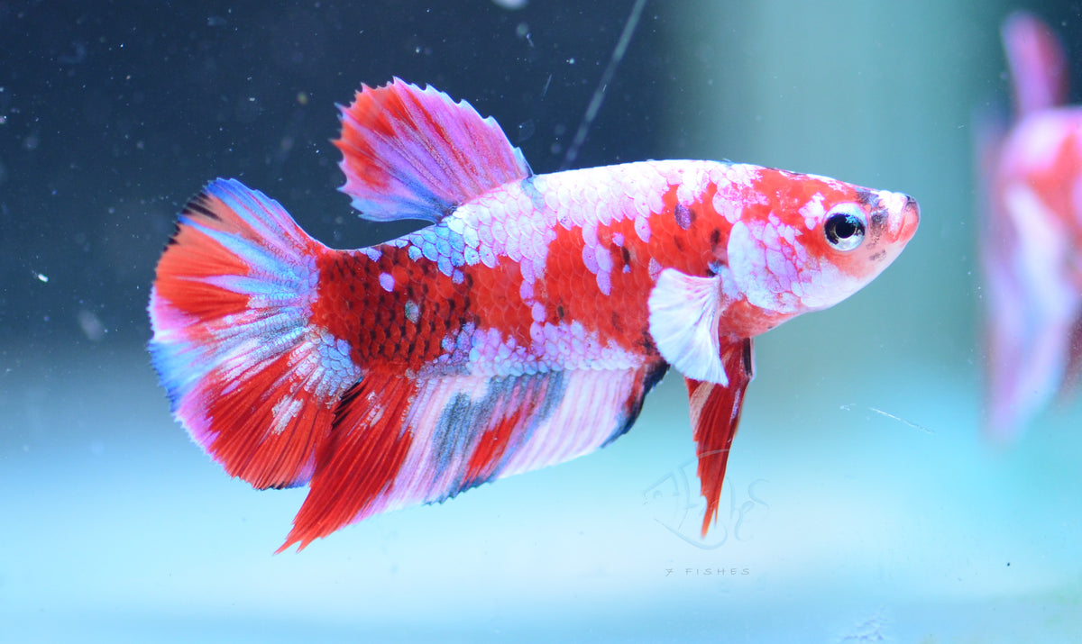 Red Snow Galaxy HMPK Male