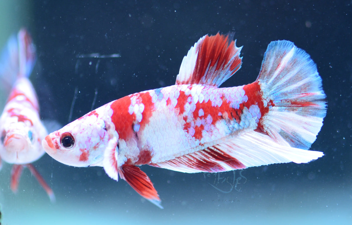 Red Snow Galaxy HMPK Male