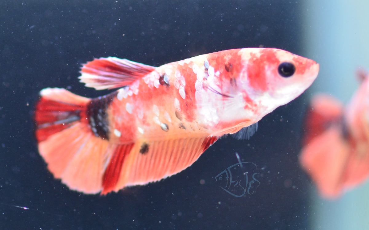 Copper Nemo HMPK Female