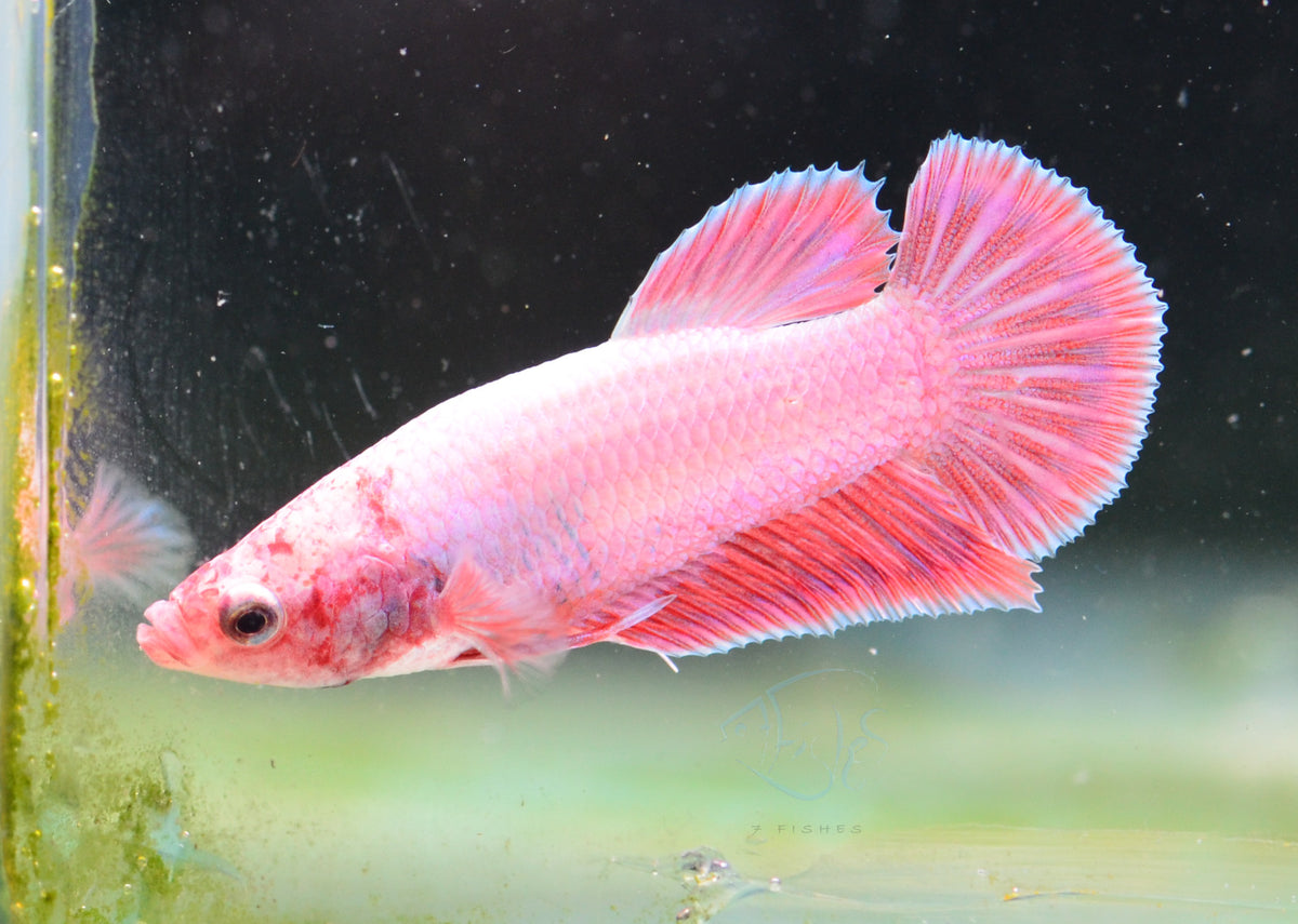 Purple Pink HMPK Male