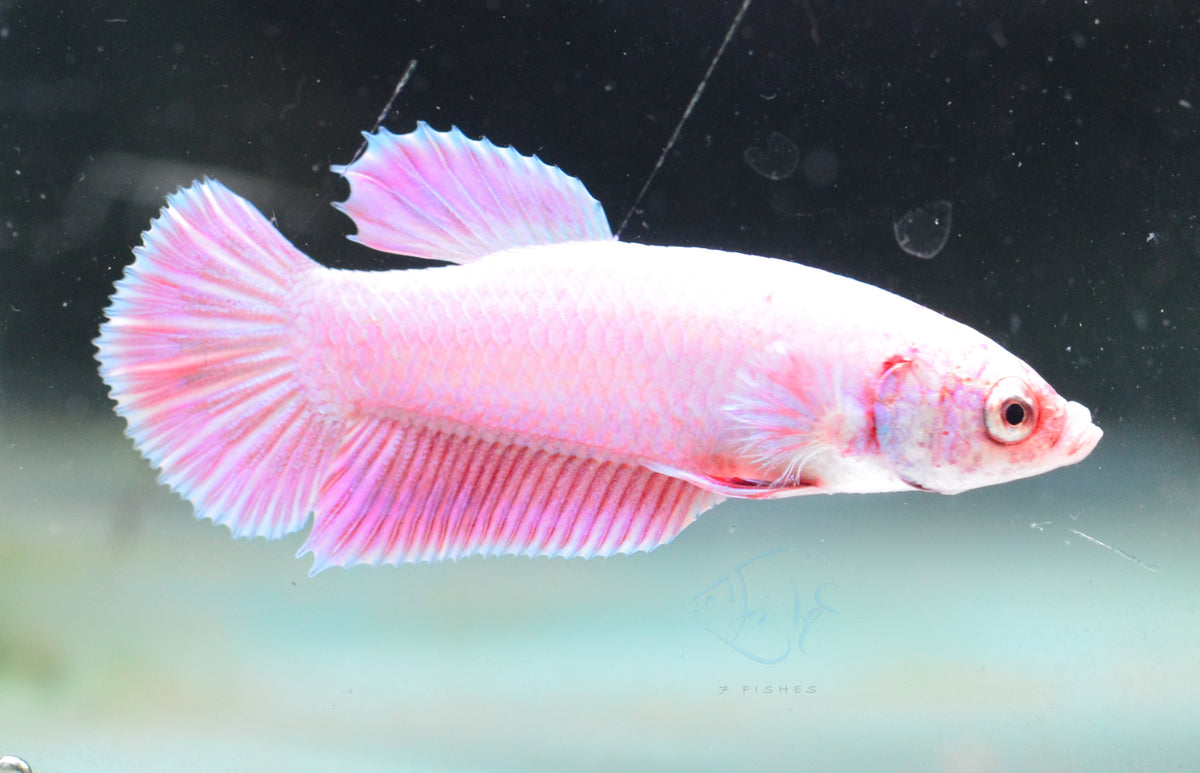 Purple Pink HMPK Male