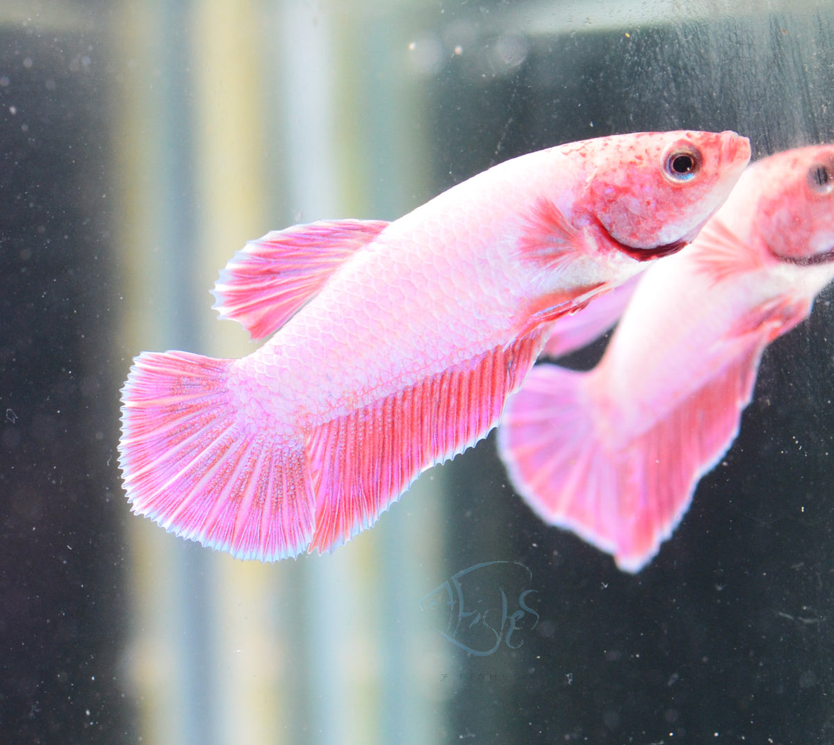 Purple Pink HMPK Male