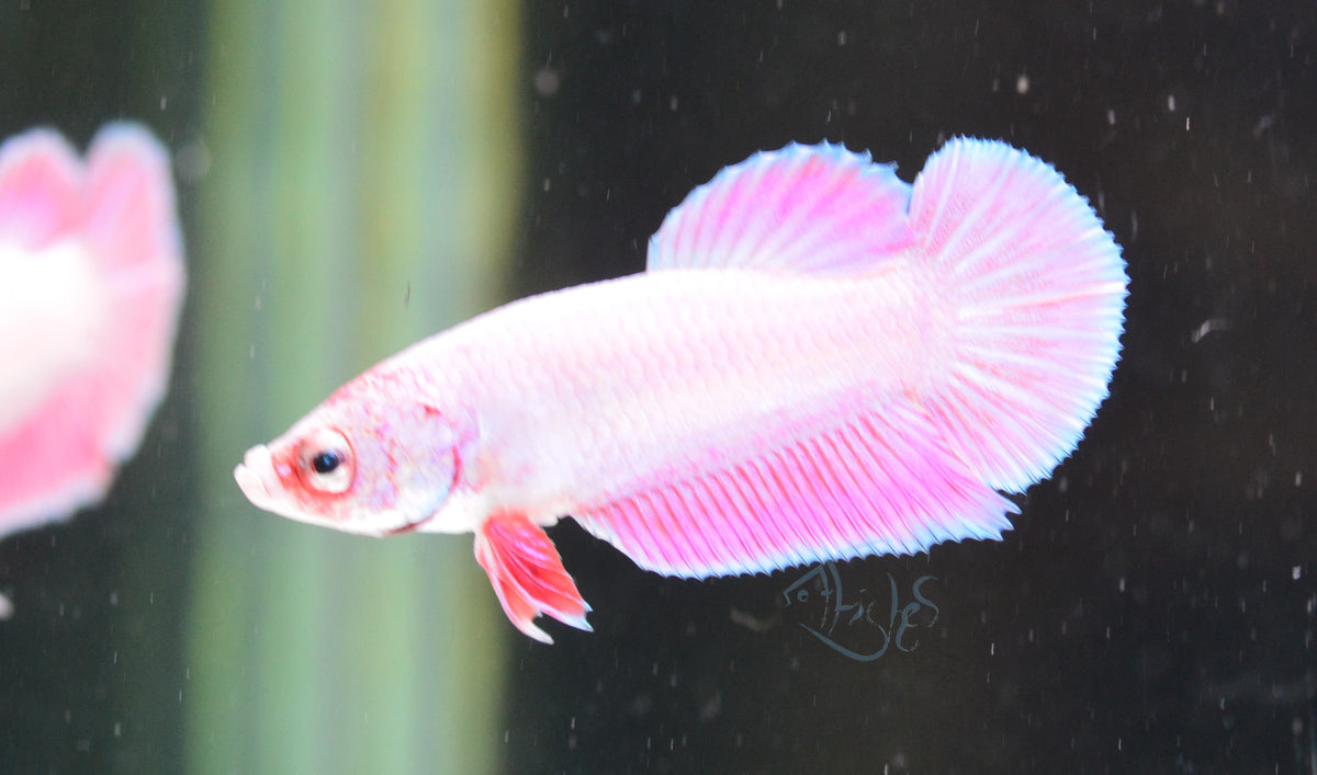 Purple Pink HMPK Male