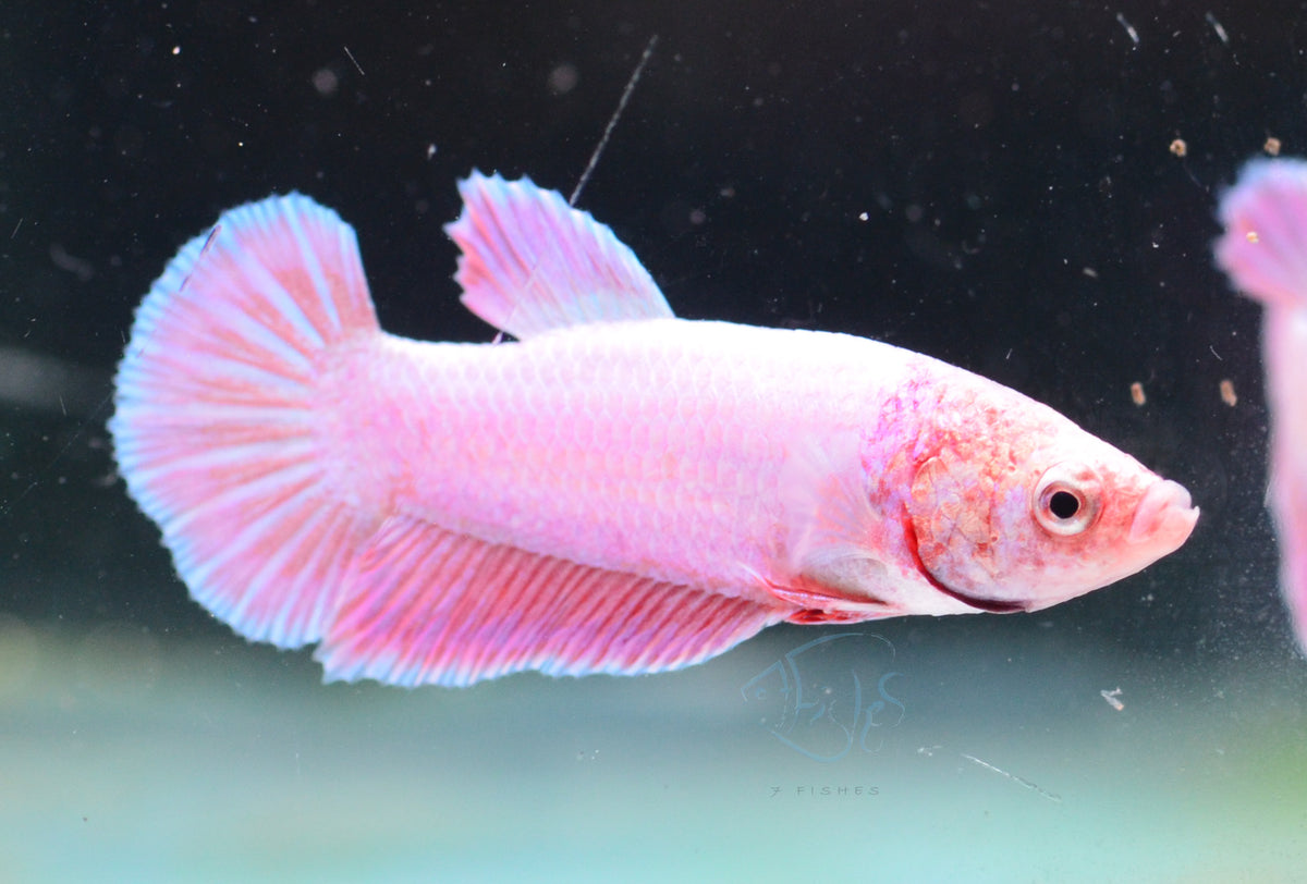 Purple Pink HMPK Male