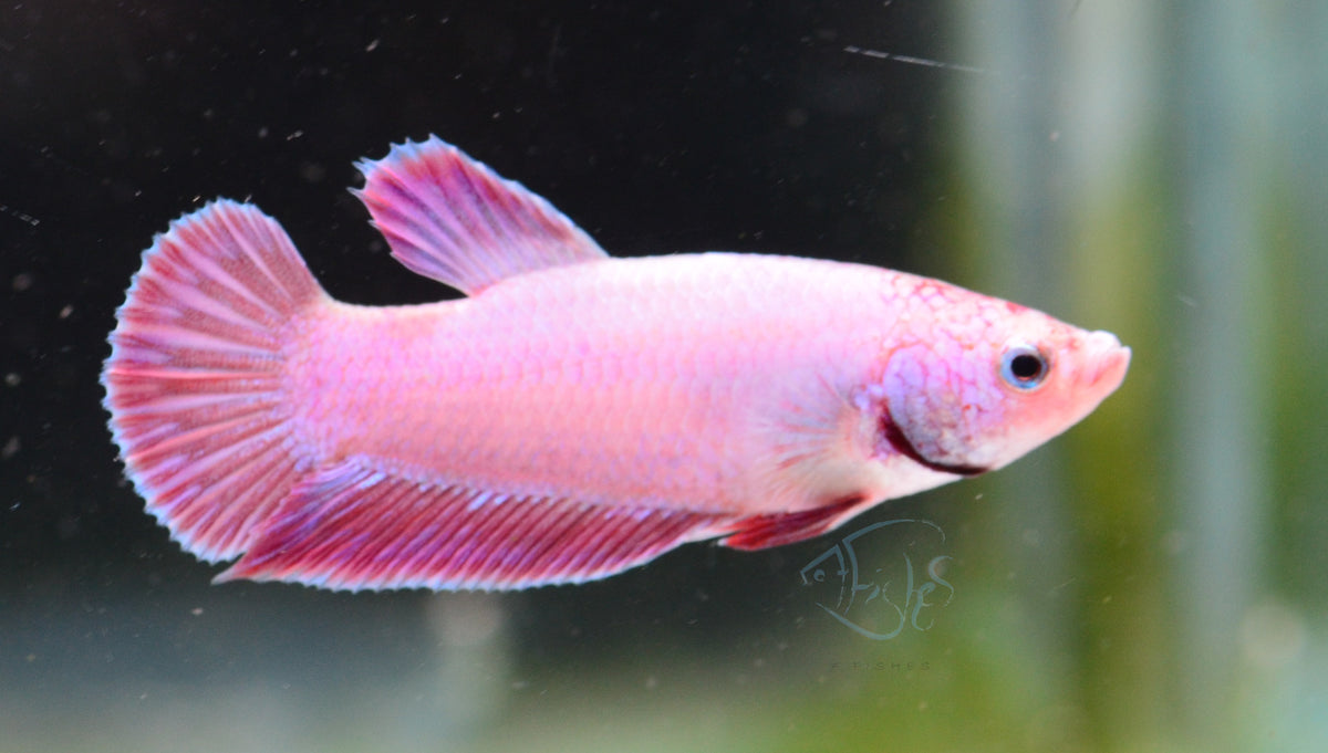 Purple Pink HMPK Male