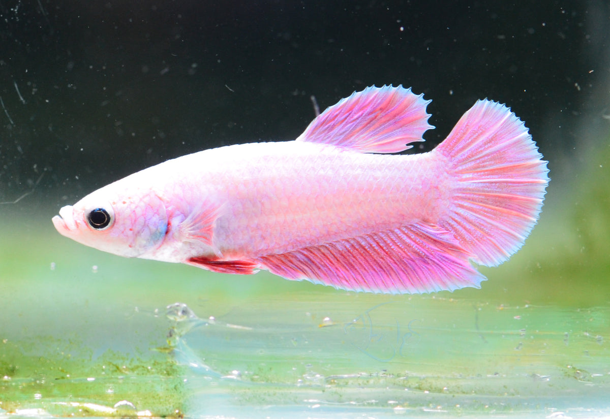 Purple Pink HMPK Male