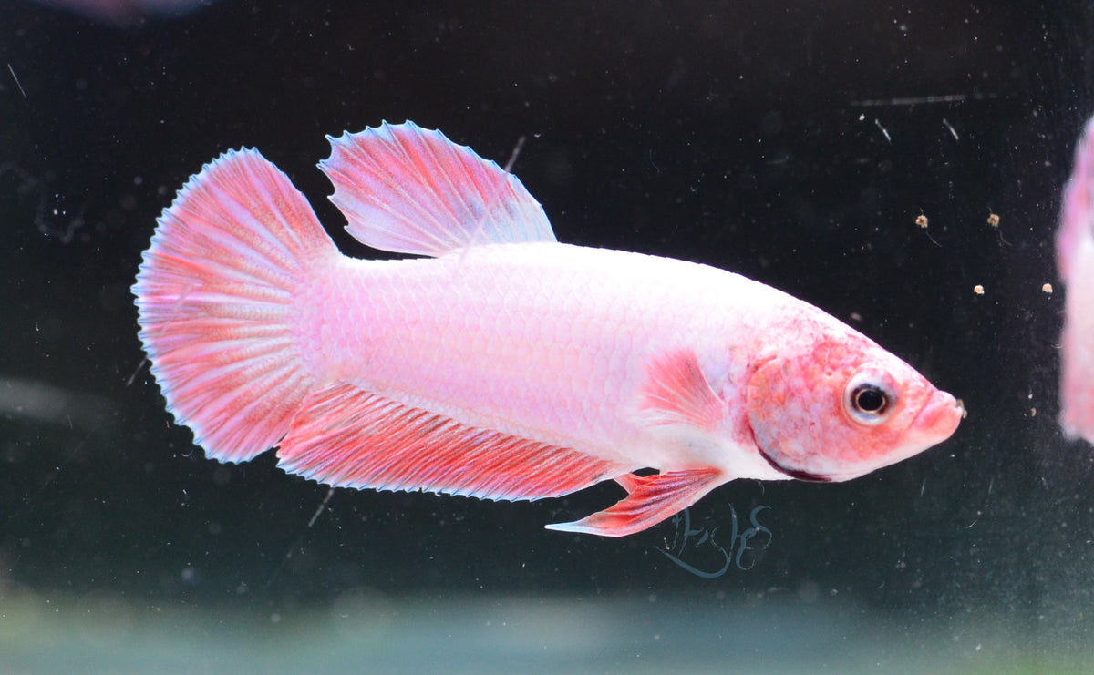 Purple Pink HMPK Male