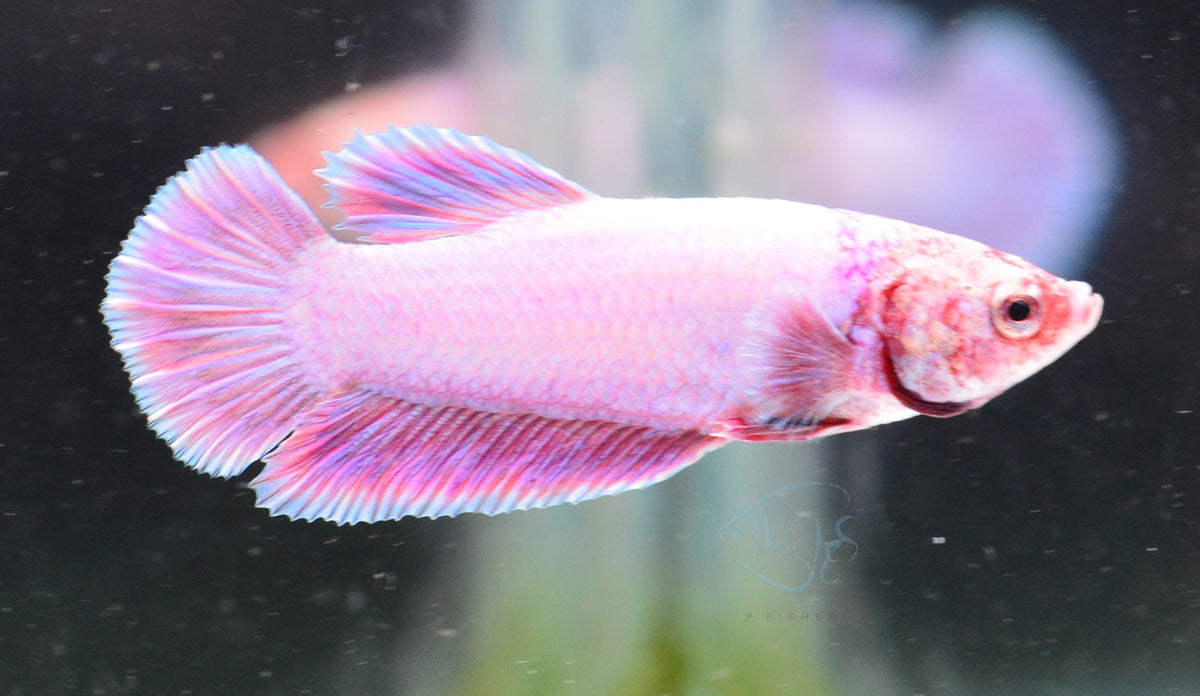 Purple Pink HMPK Male