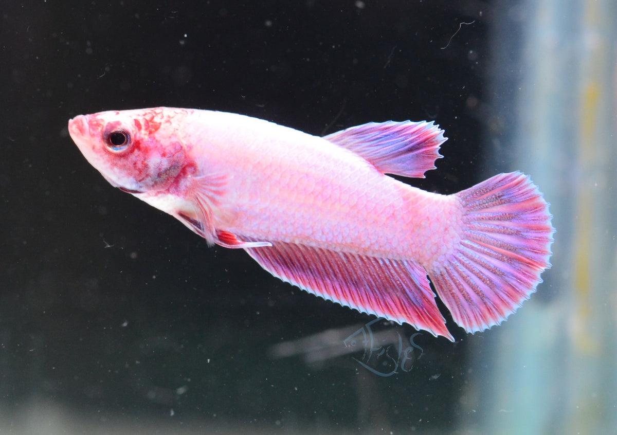 Purple Pink HMPK Male