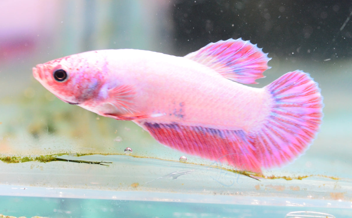 Purple Pink HMPK Male